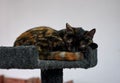 Cute Tortoiseshell cat snuggling and sleeping on the cat tree