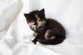 Cute tortoiseshell kitten