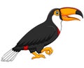 Cute toucan bird cartoon Royalty Free Stock Photo