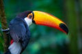 Cute Toucan tropical bird in Brazilian Pantanal with blurred background, Brazil