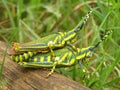 Cute tow grasshopper on wood.
