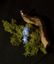 Cute toy mother bear with child, driftwood, grass and fly agaric isolated on black background