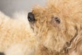 Cute toy poodle with curly fur Royalty Free Stock Photo