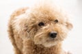 Cute toy poodle with curly fur Royalty Free Stock Photo