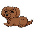 Cute toy poodle dog cartoon laying down Royalty Free Stock Photo