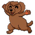 Cute toy poodle dog cartoon walking Royalty Free Stock Photo