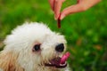 A cute toy poodle dog looking avidly at his food Royalty Free Stock Photo