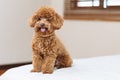 Cute Toy Poodle sitting on bed Royalty Free Stock Photo