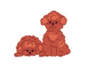 Cute Toy Poodles, puppies friends. Fluffy little miniature doggies. Adorable purebred mini dogs, fuzzy furry fun pups