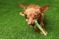 Cute toy terrier with bone on artificial grass, space for text. Royalty Free Stock Photo