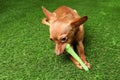 Cute toy terrier with bone on artificial grass, space for text. Royalty Free Stock Photo