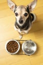 cute toy terrier dog with bowls of dry dog food and water, top view, pet treats Royalty Free Stock Photo