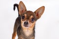 Cute toy-terrier, studio portrait. Royalty Free Stock Photo