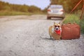 Cute traveler dog corgi on a leash in fashionable glasses waiting for a car on the road with a suitcase