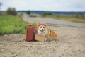 Cute traveler dog corgi with a sign sitting and waiting for a passing car on the road with an old suitcase Royalty Free Stock Photo