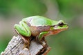 Cute tree frog on wooden stump Royalty Free Stock Photo