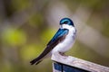 Cute tree swallow bird close up portrait in spring Royalty Free Stock Photo