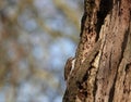 Cute treecreeper bird standing on a wide tree trunk, searching for worms to devour Royalty Free Stock Photo