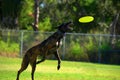 Striped Treeing Tennessee Brindle dog flying through the air to catch a frisbee playing fetch Royalty Free Stock Photo