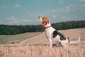 Cute Treeing Walker Coonhound with a red bow collar sitting in a vast, open field of dry grass