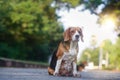 A cute tri-color beagle dog sitting on the empty road.