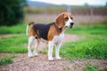 A cute tri-color beagle dog standing on the grass field in the farm in evening,shoot with shallow depth of field