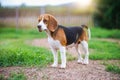 A cute tri-color beagle dog standing on the grass field in the farm in evening,shoot with shallow depth of field