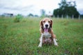 A cute tri-color beagle dog yawning while sitting on the grass field Royalty Free Stock Photo