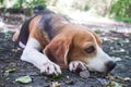 A cute tri-color beagle lying down on the dirty ground