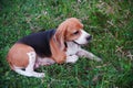 A cute tri-color beagle lying down on the grass field Royalty Free Stock Photo