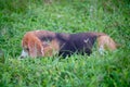 A cute tri-color beagle lying down on the green grass field