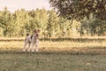 A cute fox terrier stand on the green grass and looking away. It running in the garden which has tree as a background. It has copy Royalty Free Stock Photo