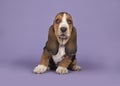 Cute tricolor basset hound puppy sitting on a lavender purple ba