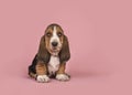 Cute tricolor basset hound puppy sitting on a pink background se