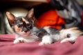 Cute Tricolor Black Orange White Kitten is tired and needing sleep looking at the camera