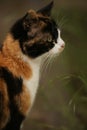 Cute tricolor cat face in profile outdoor