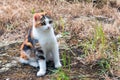 Cute tricolor cat