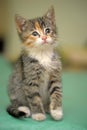 Cute tricolor cat kitten