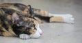 Cute tricolor cat lying on the ground