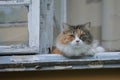 Cute tricolor cat resting on a window