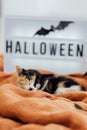 Cute tricolor cat sleeping on orange blanket and halloween sign background. Royalty Free Stock Photo