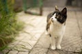 Cute tricolor cat walk in courtyard on the stone floor. Maneki neko kitty Royalty Free Stock Photo