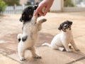 Cute tricolor Jack Russell Terrier puppies playing with her owner. 7,5 weeks old young doggies