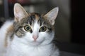 Cute tricolor kitten is looking at the camera. Calico cats are domestic cats with spotty or multi-colored hair, which is