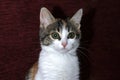 Cute tricolor kitten is looking at the camera. Calico cats are domestic cats with spotty or multi-colored hair, which is