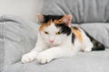 Cute tricolor kitten sharpens claws on chair