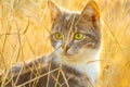 Cute tricolor kitten walk in the dry golden grass. Lovely young cat hunt in the sunny garden Royalty Free Stock Photo