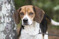 Cute Beagle dog with floppy ears