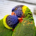 Pair of Colorful Lories Royalty Free Stock Photo