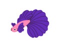 Cute tropical fish with beautiful big tail. Exotic little small water animal, betta with gorgeous flowing fins. Marine